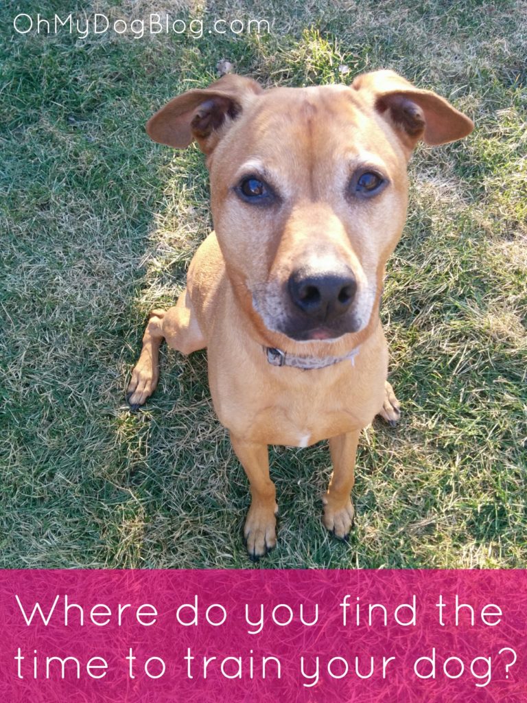 Where do you find the time to train your dog? from OhMyDogBlog.com